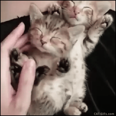 kitten overload